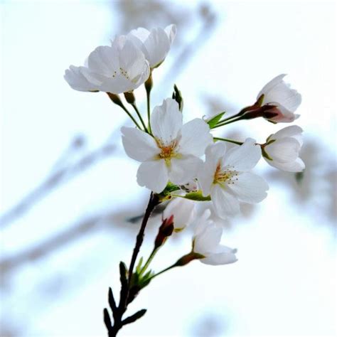 中銀花紅|中銀花紅創5年新高